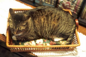 fatcat.jpg